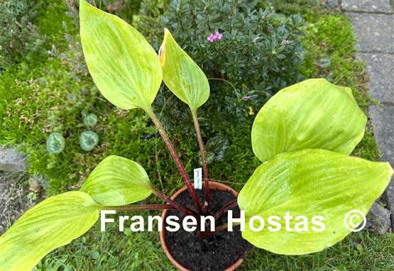 Hosta German Yellow Dragon